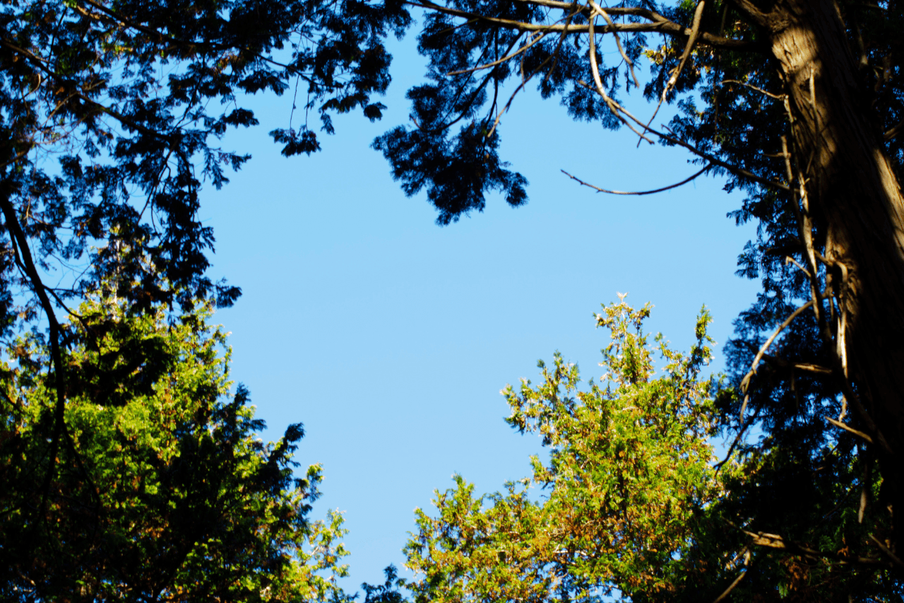 Banho de floresta: conecte-se com a natureza e reduza o estresse