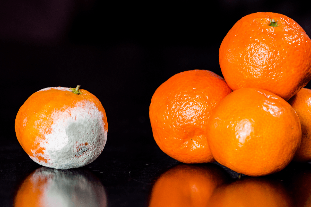 “Brain rot”: Como o consumo excessivo de conteúdos digitais afeta seu bem-estar e como recuperar seu equilíbrio