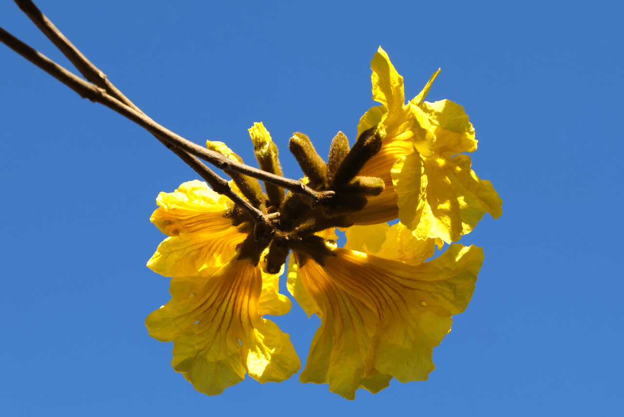 Afinal, o que é meditação? Uma jornada de volta ao agora com presença e consciência